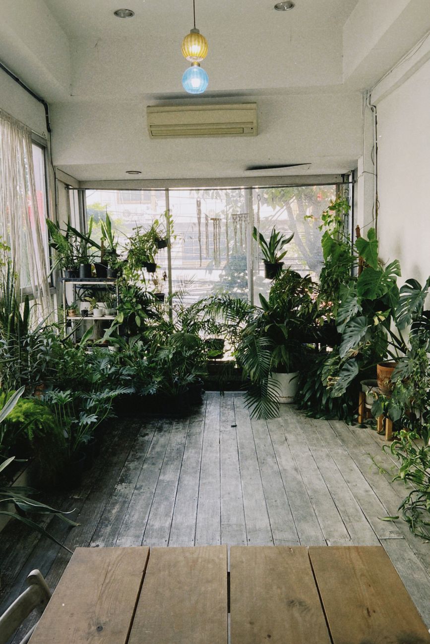 客廳窗台綠意植栽